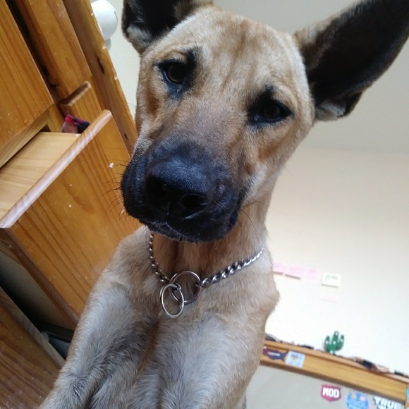 Meet your Posher, Noel - Picture 1 of 1